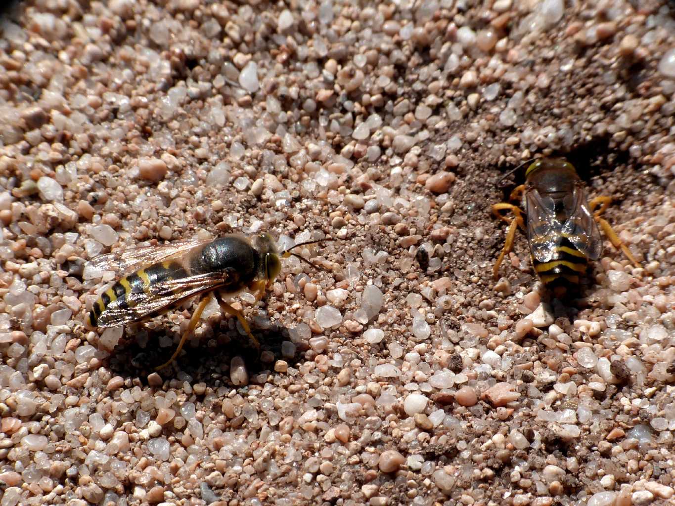 Bembix rostrata in corteggiamento
